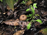 Myxomphalia maura image