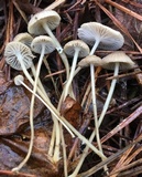Mycena vulgaris image