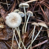 Mycena vulgaris image