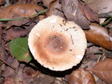 Lepiota spheniscispora image