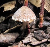 Psathyrella pennata image