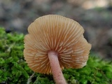 Gymnopus spongiosus image