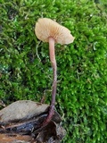 Gymnopus spongiosus image