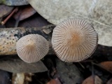 Coprinellus xanthothrix image