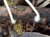 Coprinellus xanthothrix image