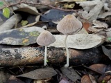 Coprinellus xanthothrix image
