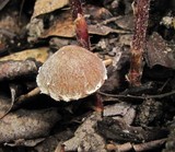 Psathyrella pennata image