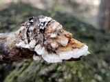 Trametopsis cervina image