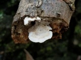 Trametopsis cervina image
