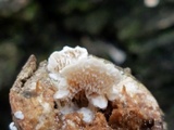 Trametopsis cervina image