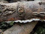 Trametopsis cervina image