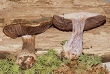 Cortinarius pulchrifolius image