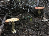 Amanita muscaria f. flavivolvata image