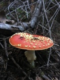 Amanita muscaria f. flavivolvata image