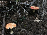 Amanita muscaria f. flavivolvata image