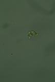 Clitocybe martiorum image