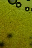 Clitocybe martiorum image