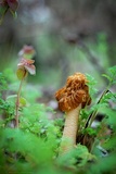 Verpa bohemica image
