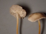 Strobilurus albipilatus image