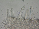 Strobilurus albipilatus image