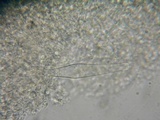 Strobilurus albipilatus image