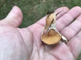 Suillus cothurnatus image