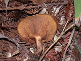 Paxillus involutus image