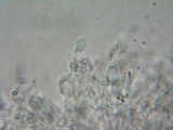 Strobilurus albipilatus image