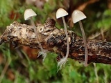Mycena filopes image