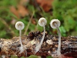 Mycena filopes image