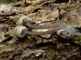 Mycena filopes image