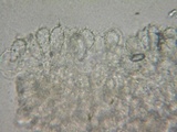 Mycena filopes image