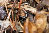 Dasyscyphus bicolor image