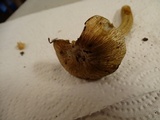 Inocybe rimosa image