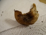 Inocybe rimosa image