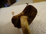 Inocybe rimosa image