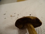 Inocybe rimosa image