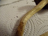 Inocybe rimosa image