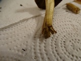 Inocybe rimosa image