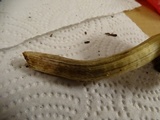 Inocybe rimosa image