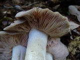 Entoloma subsaundersii image