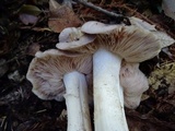 Entoloma subsaundersii image