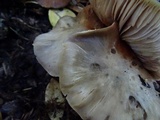 Entoloma subsaundersii image