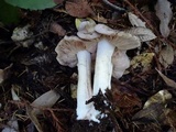 Entoloma subsaundersii image