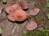 Gymnopus villosipes image