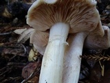 Entoloma subsaundersii image