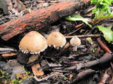 Psathyrella pennata image