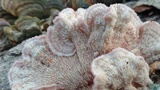 Phlebia incarnata image