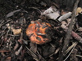 Pholiota highlandensis image