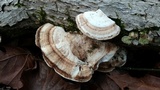 Trametes lactinea image